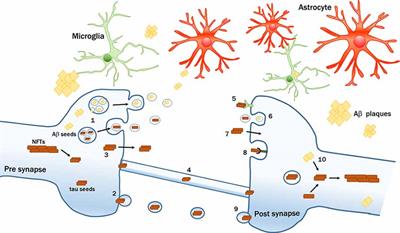 Mechanisms of Pathogenic Tau and Aβ Protein Spreading in Alzheimer’s Disease